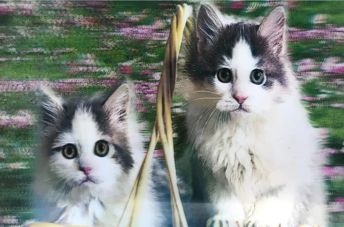 3 Boyutlu Resim Sevimli Kediler İkili Kedi Resmi Tablosu 40x60 Cm