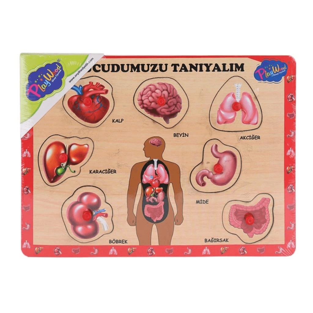ONY-287 288 Ahşap Tutmalı Vücumuzu Tanıyalım